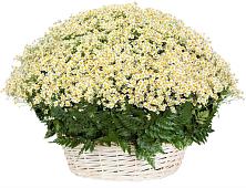 Цветочная композиция из Ромашки в корзине #REPLACE_PRED# Новоселицах
